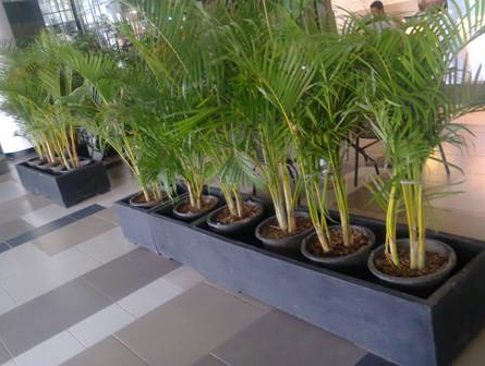 palm tanaman hias